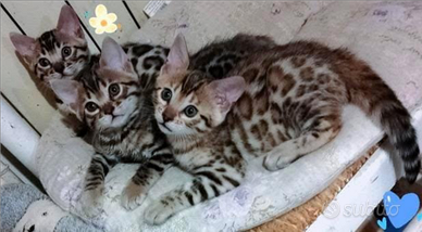 Gattine Bengala con pedegree anche for breeding
