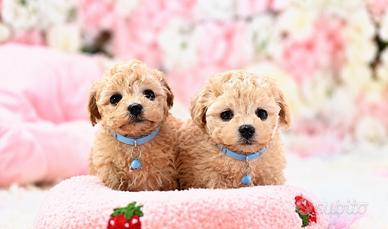 Maltipoo mini 2 mesi prezzo bomba