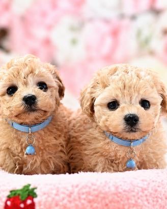 Maltipoo mini 2 mesi prezzo bomba