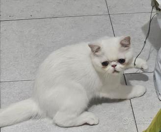 EXOTIC SHORTHAIR CUCCIOLI