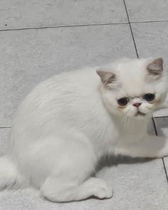 EXOTIC SHORTHAIR CUCCIOLI