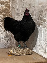 Australorp 4 mesi