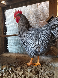 Amrok r. lionata ,b . piem. australlorp.b. bresse