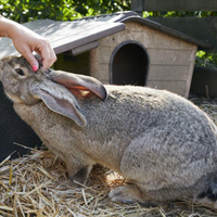 Coniglio Gigante delle Fiandre