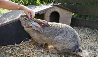 Coniglio Gigante delle Fiandre