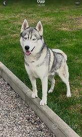 Gratis siberian Husky con pedigree di 2 anni