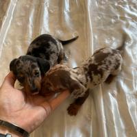 Cuccioli bassotti tedeschi kaninchen