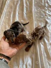 Cuccioli bassotti tedeschi kaninchen