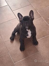buldog francese 