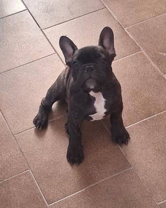 buldog francese 