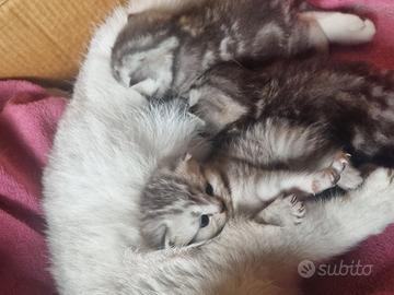 Cuccioli scottish fold e straight gattini adorabil
