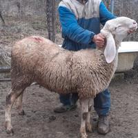 Agnelli bergamasca gigante