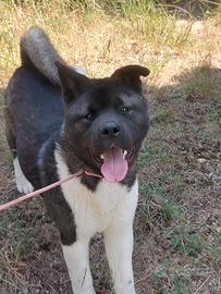 Akita Americano