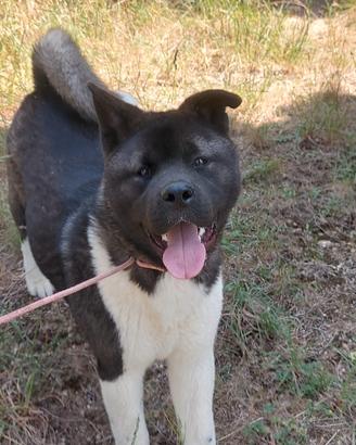 Akita Americano