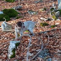 Si cede bracco poenter maschio di 6 mesi