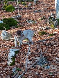 Si cede bracco poenter maschio di 6 mesi