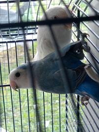 Pappagalli inseparabili coppia