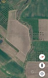 Terreno agricolo con vigneto a spalliera