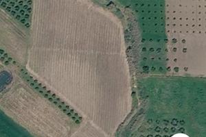 Terreno agricolo con vigneto a spalliera