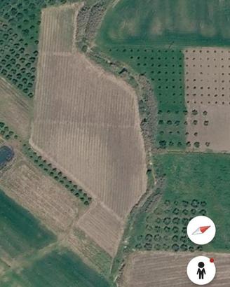 Terreno agricolo con vigneto a spalliera