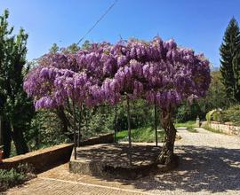 Rustico a Possagno