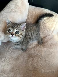 Cucciola exotic shorthair brown tabby