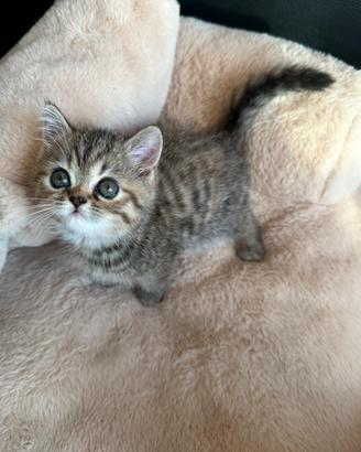 Cucciola exotic shorthair brown tabby