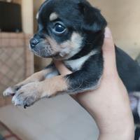 Cuccioli chihuahua