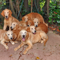 Golden retriever