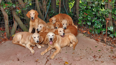 Golden retriever