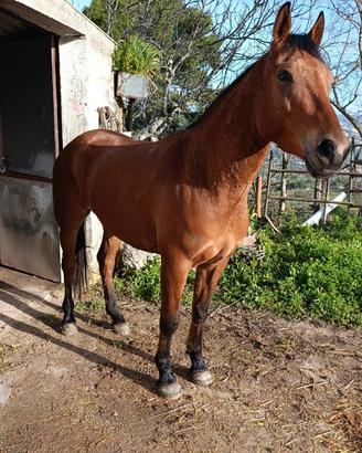 Cavallo