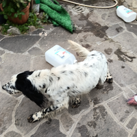 Setter inglese