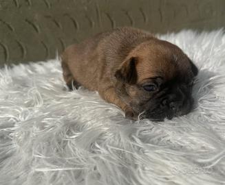 Bulldog francesi esotici