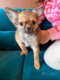 Dolcissimo chihuahua