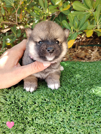 Shiba pedigree alta genealogia