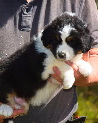 Cucciola di pastore australiano