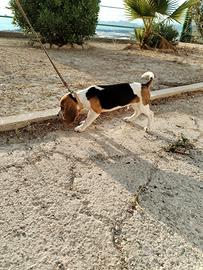 Cucciolo Beagle originale