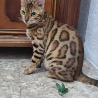 Femmina adulta gatto bengala