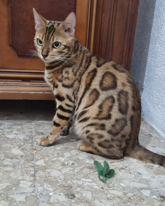 Femmina adulta gatto bengala