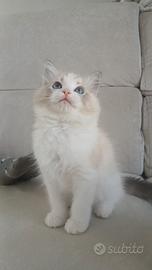 Ragdol cuccioli con pedigree