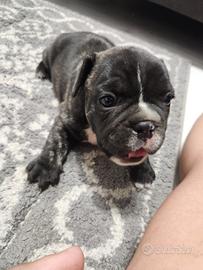 Bulldog francese
