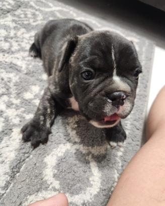 Bulldog francese