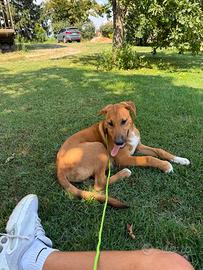 Incrocio tra amstaff e pastore tedesco