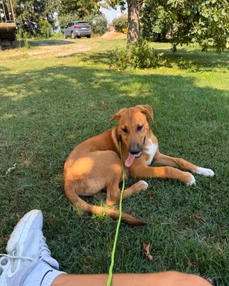 Incrocio tra amstaff e pastore tedesco