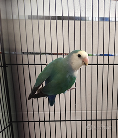 Inseparabile Roseicollis