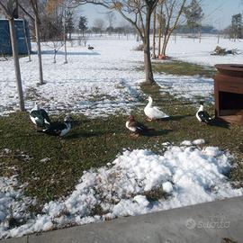 Anatre Mute- Avicoli Ornamentali