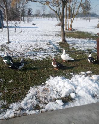 Anatre Mute- Avicoli Ornamentali