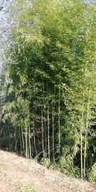 CANNE DI BAMBÙ
