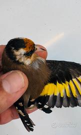 Cardellino