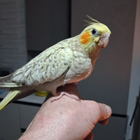 Pappagallo calopsite